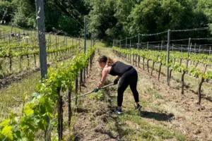 tal vineyard italy work field lead vineyardwork0922 9d73f4d8e2b54ae1b7b8fc1f680ef528 (1)